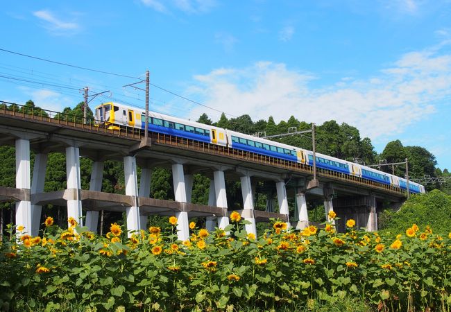 電車とひまわり