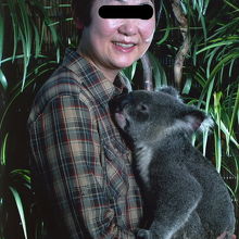 コアラを抱っこして記念撮影ができます。