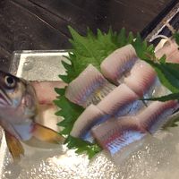 鮎の刺身