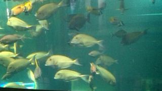 とても大きな水槽