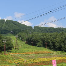 夏のスキー場はゆり園となっています