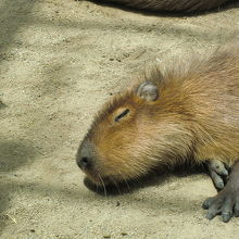 カピバラさんにキュン死