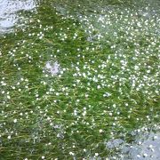 米原市醒井地蔵川の梅花藻