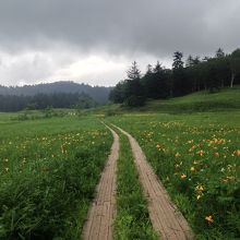大江湿原に到着。ニッコウキスゲが満開です。
