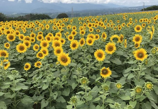 北杜市明野サンフラワーフェス クチコミ アクセス 営業時間 明野 須玉 フォートラベル 北杜市明野サンフラワーフェス クチコミ アクセス 営業時間 明野 須玉 フォートラベル