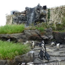 普通の姿のペンギン