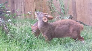 世界最小のシカ プーズー By Zettai4690 こども動物自然公園のクチコミ フォートラベル