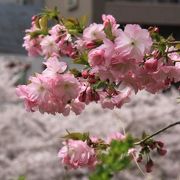 2017年はソメイヨシノと里桜が同時に見頃