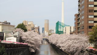 2017年は桜の満開の期間が長かった