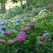 1万本の色鮮やかな紫陽花