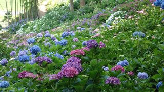 1万本の色鮮やかな紫陽花