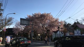 ローターリーの桜