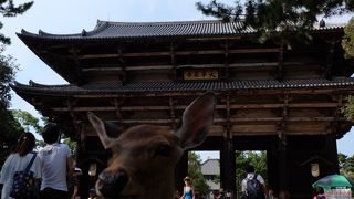 奈良の鹿