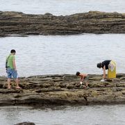 砂浜がほぼ消え去ってしまった海水浴場　蟹を探している家族連れ