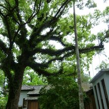 鹿児島からやって来た楠はもう樹齢１００年以上・・・