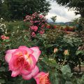 素晴らしい香りのバラ園