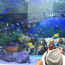 アクアリウム この夏は有楽町駅前です。