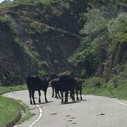 牛がのんびり暮らす島