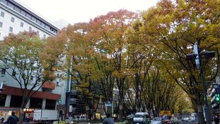 立派な並木が印象的な仙台のメインストリートの一つ