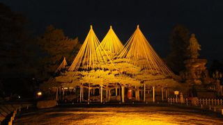 ２つでワンセット。明治時代の植樹なので兼六園では異質か。