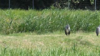 コウノトリ発見