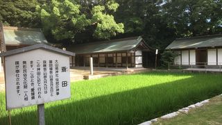 大きな楠と神田