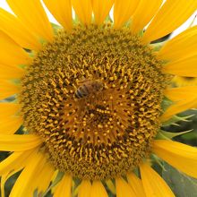 座間のひまわり畑 