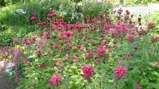 肉眼ではいまいち、写真映えはします