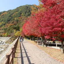 堤沿いの真っ赤な楓の並木。
