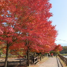 川沿いの楓の並木は珍しい。紅葉が絶景です。