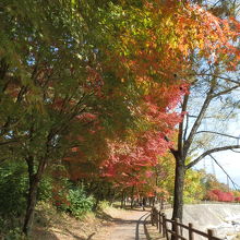 太田切川の川沿いに植えられた紅葉（もみじ）。
