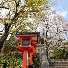 鞍馬寺に行く途中の急な階段のそばに花が咲いていました。