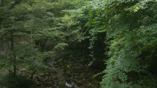 夏の緑も気持ち良い