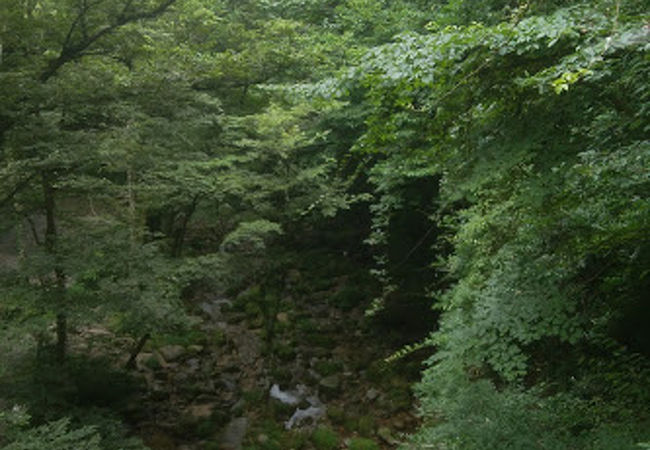 夏の緑も気持ち良い