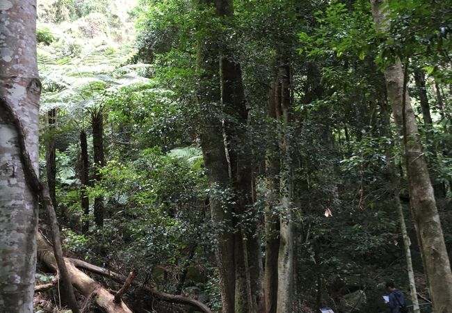 ブルーマウンテンズの森林