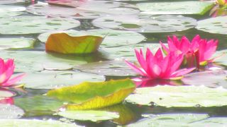 色とりどりの水連が美しいです。