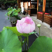 境内の蓮
