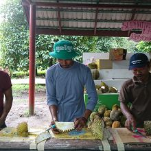 ドリアンを切るスタッフ