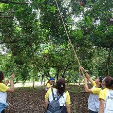 ランブータン狩り
