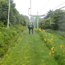 植えられた高山植物も綺麗