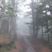 霧に囲まれた道でした。