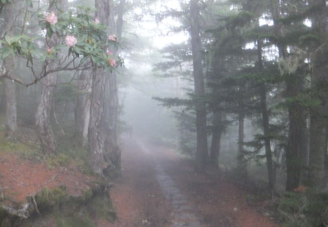 霧に囲まれた道でした。