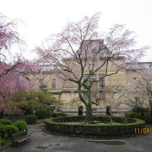 旧本館と桜