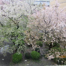 中庭に咲き誇る美しい桜