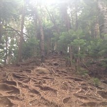 幹が出ていて歩きづらいところも