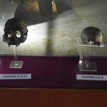 発掘された頭蓋骨