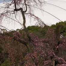 背景は東京ドーム