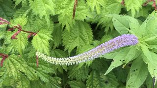 霧の中でもお花を見ながら登れました