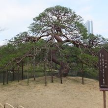 丘の上に１本の巨木