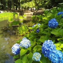 6月上旬は境内の紫陽花がきれいでした